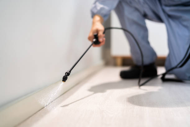 Licensed Wasp Removal service in Aquia Harbour, VA - Show Me Pest Control